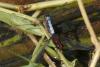75476 – Photo : Denis Gaschignard – Guyane française