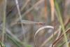 75397 – Photo : Duborget Robin – France (20)