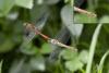 Sympetrum sanguineum