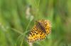 75495 – Photo : Jean-Pierre Grommen – Belgique
