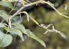 75695 – Photo : Bernard Choux – France (26)