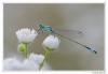 Ischnura elegans