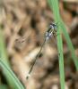 75896 – Photo : Luc Bettinelli – France (70)