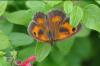 75944 – Photo : C.gager – France (49)