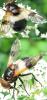75585 – Photo : ADELSKI Adrien – France (60)