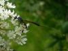75439 – Photo : lutindesbois – Belgique