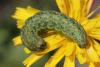 75894 – Photo : Liboupat – France (05)