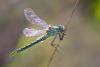 75740 – Photo : Joseph Rezeau – France (35)