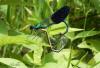 75231 – Photo : Noushka – France (07)