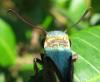 75983 – Photo : Alain BLED – Réunion (La)