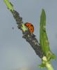 75050 – Photo : Michel Renou – France (91)