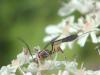 75291 – Photo : Raphael – France (77)