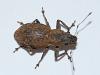 75861 – Photo : Canigou – France (66)