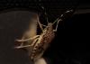 75411 – Photo : Jean-Claude Jamoulle – France (06)