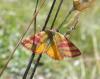 75473 – Photo : Arnaud Jean-Pierre – France (11)