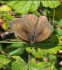 75950 – Photo : C.gager – France (29)