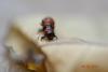 75193 – Photo : Homo sapiens – France (01)