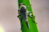 75155 – Photo : Jean-Claude Jamoulle – France (06)