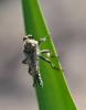 75156 – Photo : Jean-Claude Jamoulle – France (06)