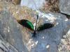 75383 – Photo : phyllo – Sri Lanka