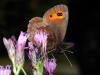 75966 – Photo : CUCHET Gerard – France (73)