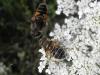75423 – Photo : Pascal Pertuzon – France (42)