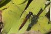 75475 – Photo : Denis Gaschignard – Guyane française