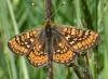 75763 – Photo : Laurent Palussiere – France (58)
