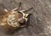 75540 – Photo : Francois Diemert – France (44)