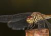 75061 – Photo : Francois Diemert – France (44)