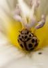 75651 – Photo : Francois Diemert – France (44)