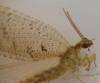 75458 – Photo : B. Bal – France (74)