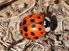 Harmonia axyridis