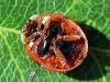 Harmonia axyridis