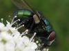 75339 – Photo : Elisabeth A. Harris – Royaume-Uni