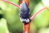 75398 – Photo : Rouché Michel – France (30)
