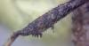 Coriomeris affinis