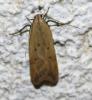 75141 – Photo : alain Roujas – France (31)