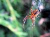 75474 – Photo : Druet Nicole – Belgique