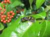 75681 – Photo : Druet Nicole – Belgique