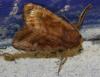 75534 – Photo : alain Roujas – France (31)