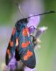 75730 – Photo : alain Roujas – France (31)