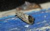 75581 – Photo : alain Roujas – France (31)