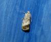 75487 – Photo : alain Roujas – France (31)