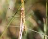 75331 – Photo : Johannic – France (72)