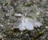 75470 – Photo : alain Roujas – France (31)