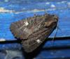 75900 – Photo : alain Roujas – France (31)