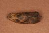 75364 – Photo : eudemis – France (33)