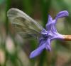 Leptidea sp.