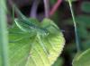 75942 – Photo : patrick derennes – France (91)